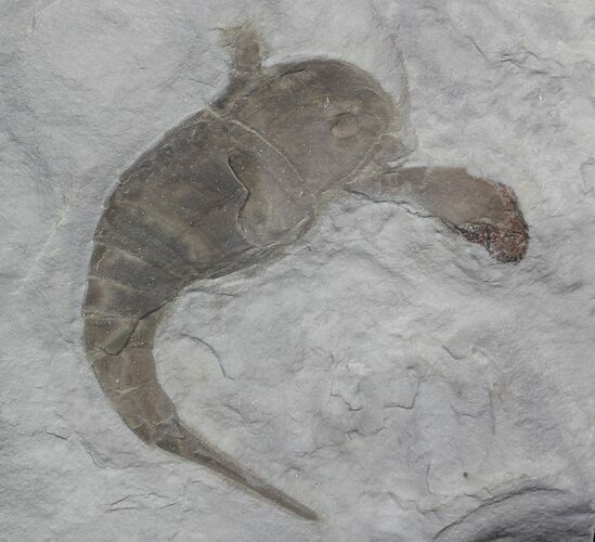 Eurypterus (Sea Scorpion) Fossil - New York #62809